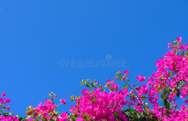 red bougainvillea flowers against blue sky. red bougainvillea flowers against blue sky