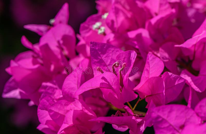 red bougainvillea flowers as background. red bougainvillea flowers as background