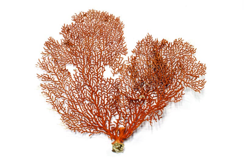 Röd Gorgonian eller Röda havetfankorall royaltyfria bilder Röd Gorgonian eller Röda havetfankorall royaltyfria bilder