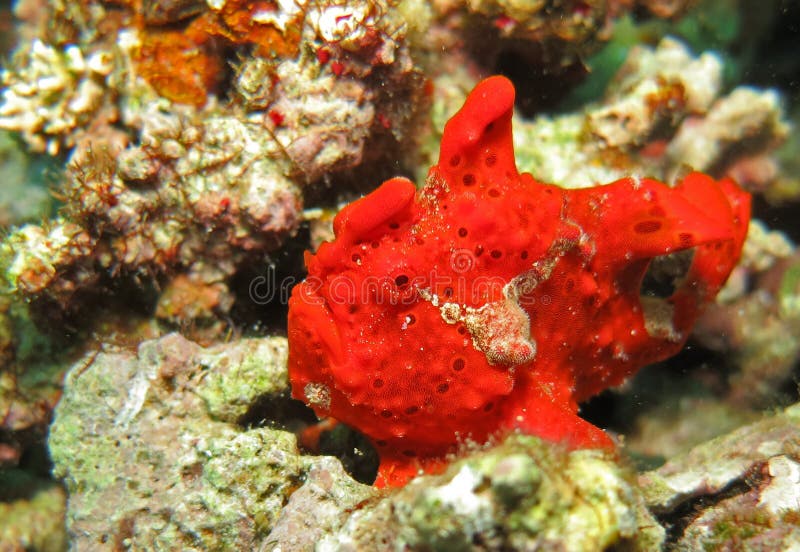 Röd grodafisk (Moalboal - Cebu - Filippinerna) royaltyfria foton Röd grodafisk (Moalboal - Cebu - Filippinerna) royaltyfria foton