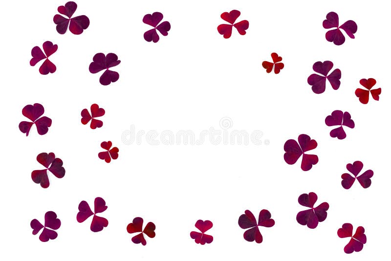 Röd hjärta från sidor av den växtOxalis corniculataen på en vit bakgrund f?r designmodell f?r bakgrund f?rgrik swirl vektor f?r b arkivbild Röd hjärta från sidor av den växtOxalis corniculataen på en vit bakgrund f?r designmodell f?r bakgrund f?rgrik swirl vektor f?r b arkivbild