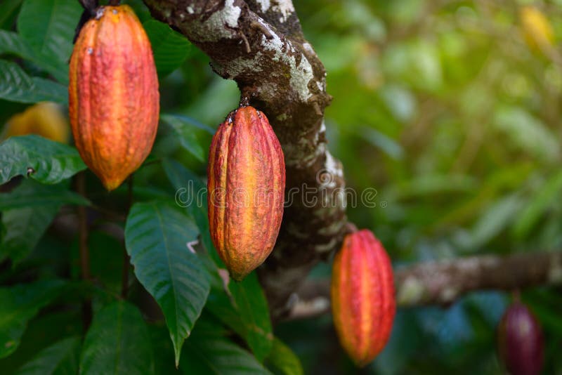 Röd kakaofröskidafrukt som hänger på träd
