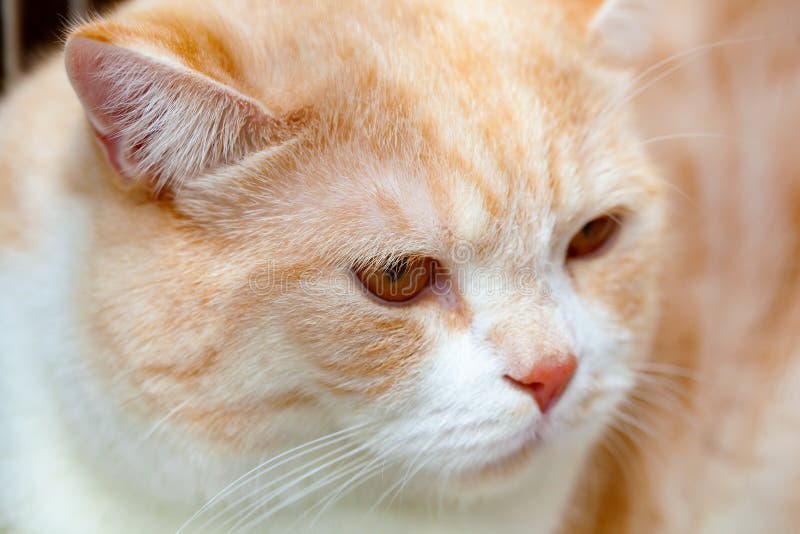 Röd kattguldchinchilla arkivbilder Röd kattguldchinchilla arkivbilder