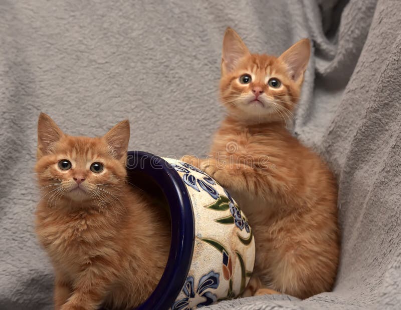 Download Röd Kattunge Två Och En Blomkruka Arkivfoto - Bild av pott, carnivore: 76700978