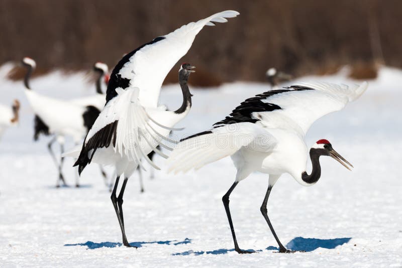 Röd-krönad kranfågeldans på snö och flyg i Kushiro, Hokkaido ö, Japan i vintersäsong