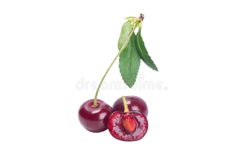 Röd körsbär på en filial med ett grönt blad, snitt i mitt till benet som isoleras på en vit bakgrund arkivfoto Röd körsbär på en filial med ett grönt blad, snitt i mitt till benet som isoleras på en vit bakgrund arkivfoto