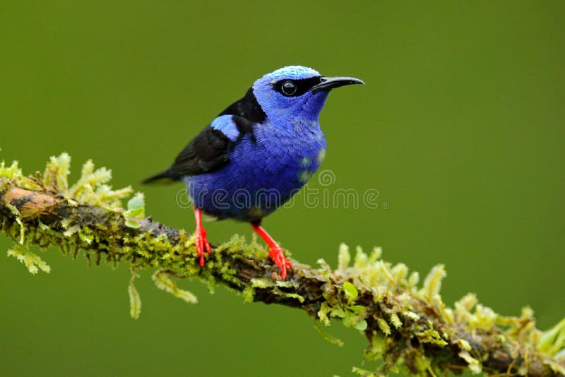 Röd-lade benen på ryggen Honeycreeper, Cyanerpes cyaneus, exotisk vändkretsblåttfågel med det röda benet från Costa Rica Metallis arkivfoto Röd-lade benen på ryggen Honeycreeper, Cyanerpes cyaneus, exotisk vändkretsblåttfågel med det röda benet från Costa Rica Metallis arkivfoto