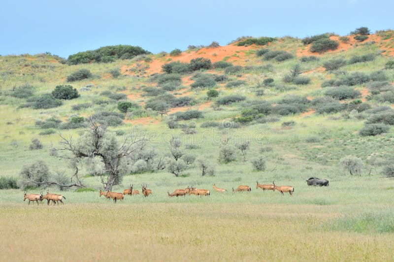 Röd mest hartebeest flock royaltyfria bilder Röd mest hartebeest flock royaltyfria bilder