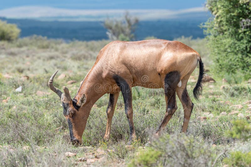 Röd mest hartebeest med brutet horn- beta royaltyfri bild Röd mest hartebeest med brutet horn- beta royaltyfri bild