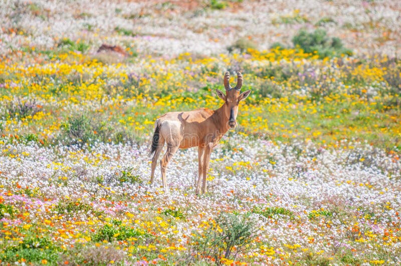 Röd mest hartebeest mellan infödda blommor arkivfoton Röd mest hartebeest mellan infödda blommor arkivfoton