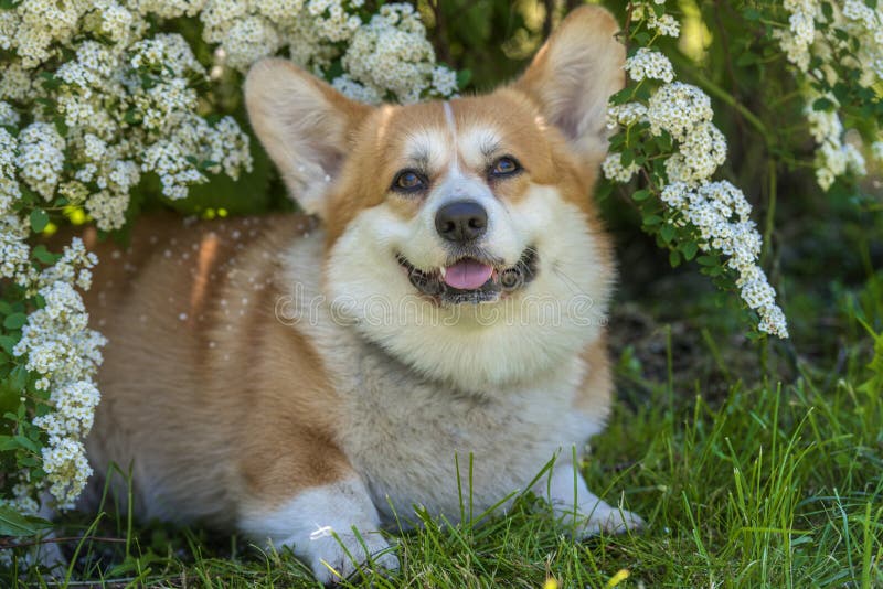 Röd och vit corgi vid en blomstrande buske royaltyfri foto