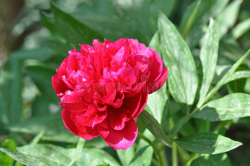 Röd pionblomma royaltyfria bilder Röd pionblomma royaltyfria bilder