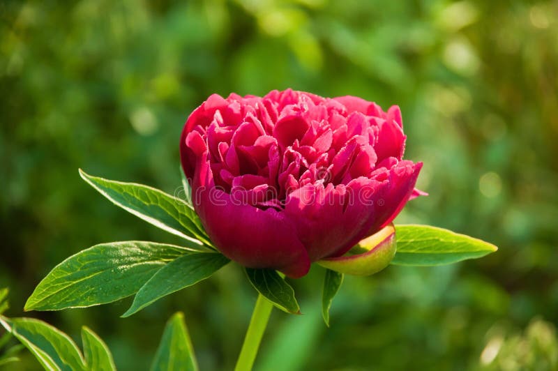 Röd pionblomma royaltyfria foton Röd pionblomma royaltyfria foton