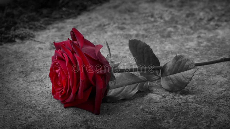 Röd ros på grav svart och vit