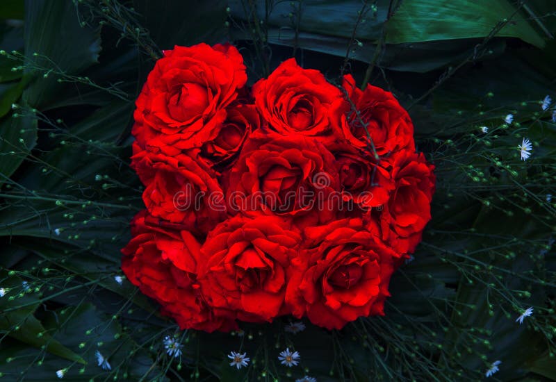 Röd rosa bukettcloseup Vibrerande blom- texturfoto Rosa blommor i gröna sidor Romantisk banermall royaltyfria foton Röd rosa bukettcloseup Vibrerande blom- texturfoto Rosa blommor i gröna sidor Romantisk banermall royaltyfria foton
