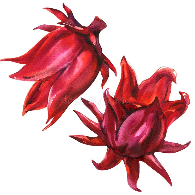 Röd roselle, hibiskussabdariffa, fruktblomma, växt som isoleras, vattenfärgillustration på vit royaltyfri illustrationer
