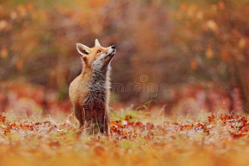 Röd räv som kör på orange höstsidor Gullig r? d r? v, Vulpesvulpes i h? rligt djur f? r nedg? ngskog i naturlivsmilj? n royaltyfri bild