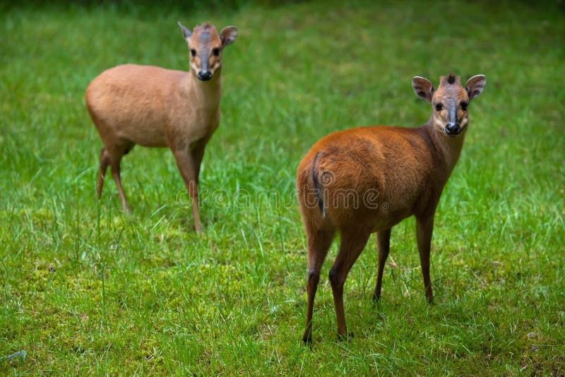 Röd skogduikerCephalophus natalensis arkivbilder Röd skogduikerCephalophus natalensis arkivbilder