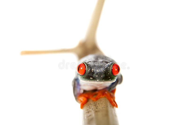 Röd synad trädgroda på natten på vit bakgrund royaltyfri fotografi Röd synad trädgroda på natten på vit bakgrund royaltyfri fotografi