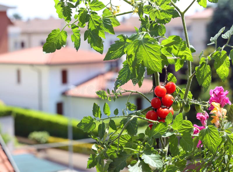 Röd tomatväxt i balkongen royaltyfri fotografi Röd tomatväxt i balkongen royaltyfri fotografi