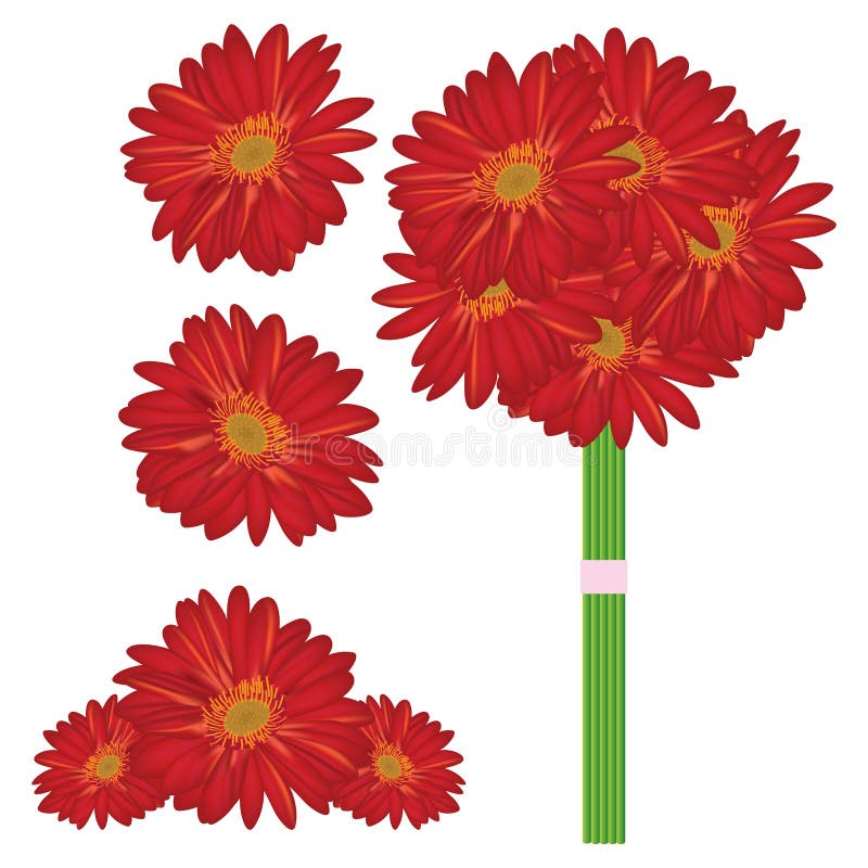 Illustration design red daisy white background. Illustration design red daisy white background.