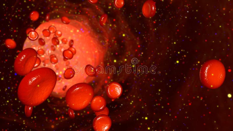 Röda blodceller (erythrocytes), vita blodceller (lymphocyten och phagocyten) och Platelets (thrombocytes)