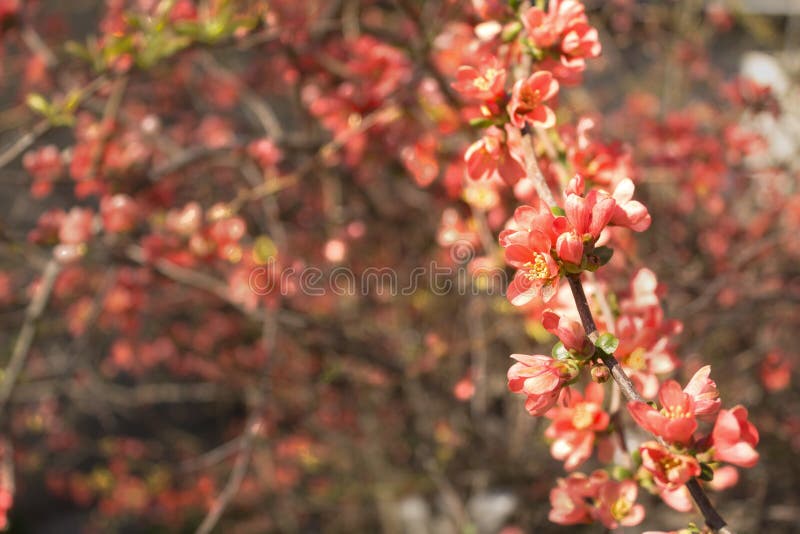 Röda blommor av att blomma trädet för japansk kvitten på vårsäsongen royaltyfri foto Röda blommor av att blomma trädet för japansk kvitten på vårsäsongen royaltyfri foto