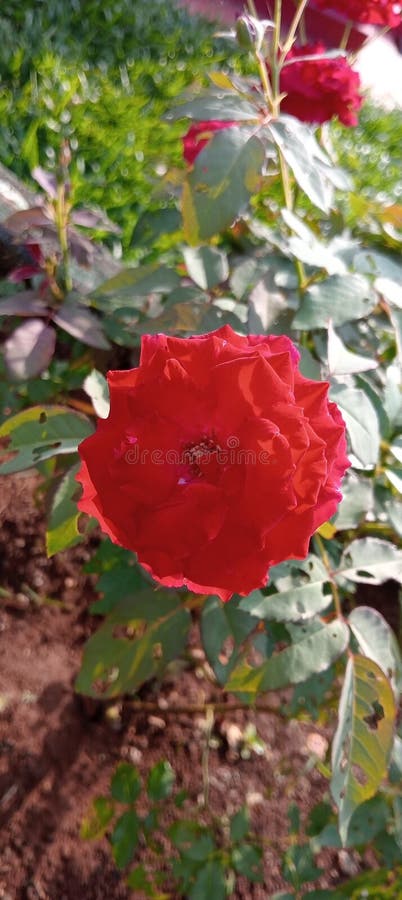 Röda blommor med vacker textur arkivbilder