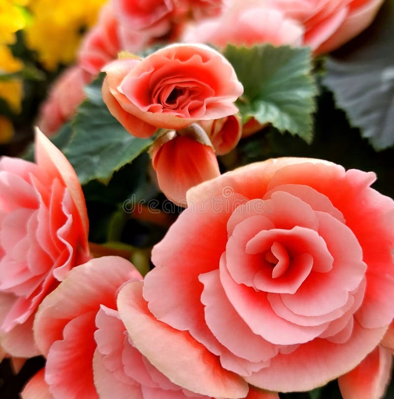 Röda Garden begonia-blomningsgrenen fotografering för bildbyråer