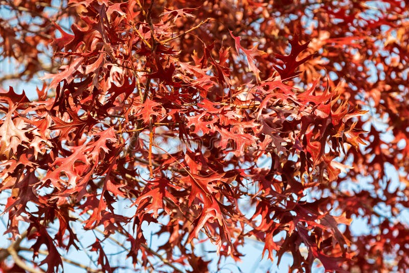 Röda höstsidor av Pin Oak som är bekanta som spansk ek för träsk, i Sou