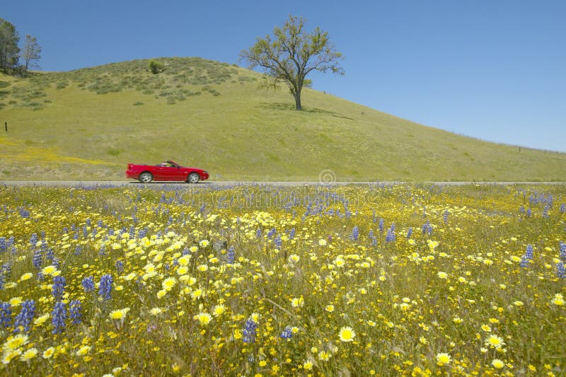 Red convertible driving past colorful bouquet of spring flowers blossoming off Route 58 on Shell Creek road, West of Bakersfield in CA. Red convertible driving past colorful bouquet of spring flowers blossoming off Route 58 on Shell Creek road, West of Bakersfield in CA