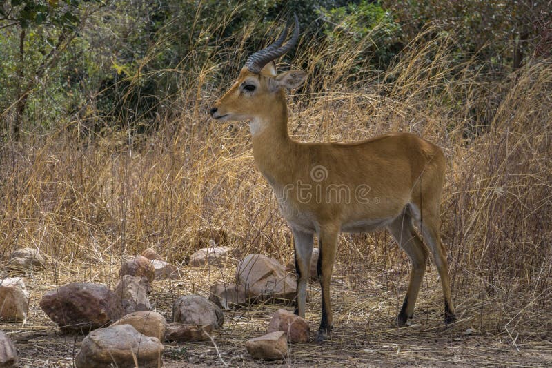 Röda Lechwe i nationalparken W, Niger arkivbild Röda Lechwe i nationalparken W, Niger arkivbild