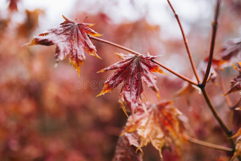Röda lönnlöv och filial med droppar för regnvatten på den Regn under vinter, närbildskott royaltyfri foto Röda lönnlöv och filial med droppar för regnvatten på den Regn under vinter, närbildskott royaltyfri foto