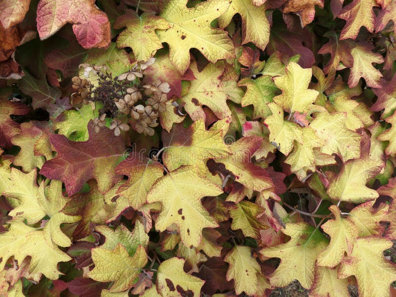 Röda och tan Fall Foliage Leaves i november i höst arkivbilder
