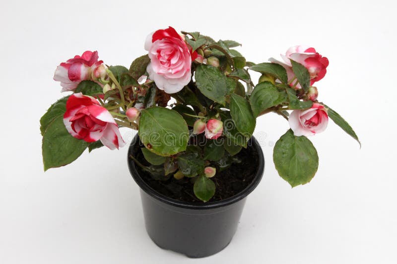 Röda och vita Begonia Solenia blommar i krukan som isoleras på vit bakgrund Blom- modell, blommabakgrund arkivbilder Röda och vita Begonia Solenia blommar i krukan som isoleras på vit bakgrund Blom- modell, blommabakgrund arkivbilder