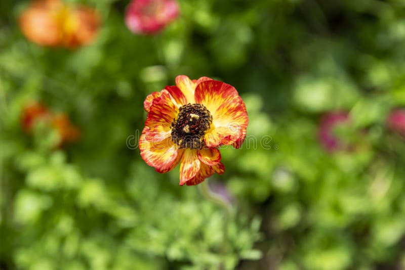Röda, orange och gula orientaliska Poppy Flower fotografering för bildbyråer Röda, orange och gula orientaliska Poppy Flower fotografering för bildbyråer