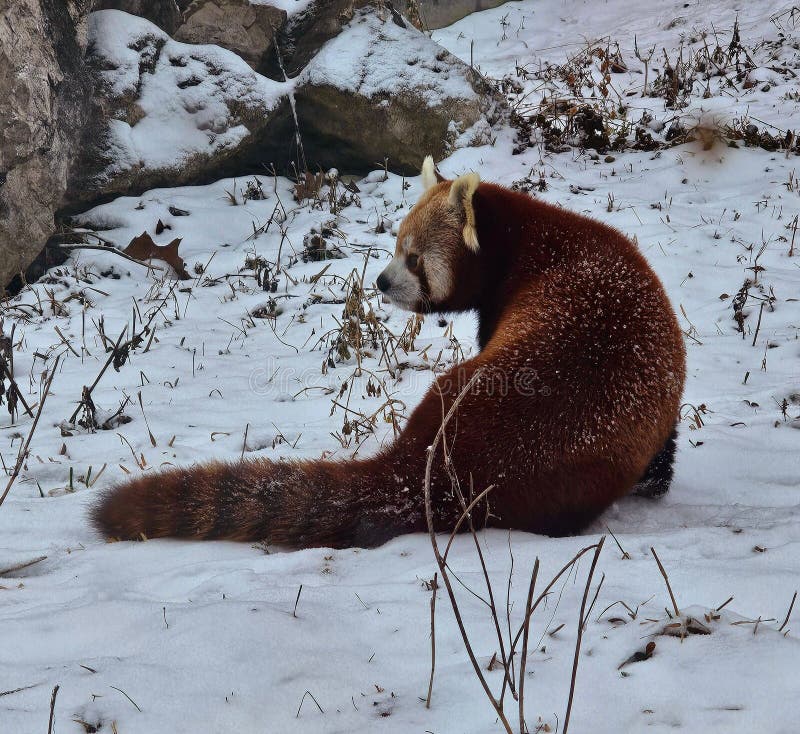 Röda panda sitter i snön och visar sin livliga päls mot en vinterbakgrund royaltyfria foton