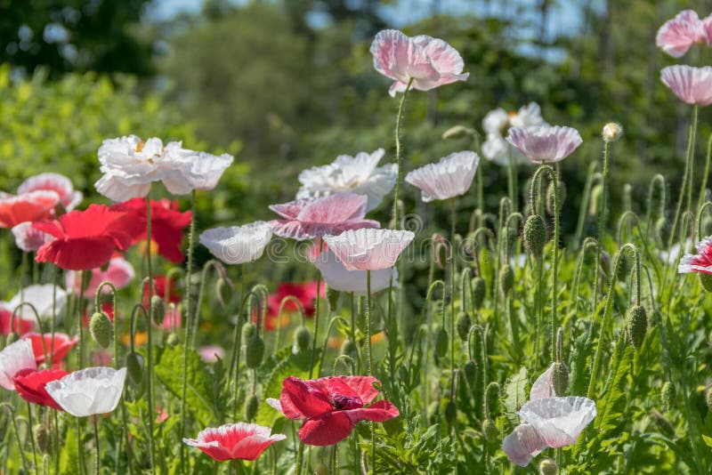 Röda, rosa och vita vallmoblommor i ett fält royaltyfri fotografi Röda, rosa och vita vallmoblommor i ett fält royaltyfri fotografi