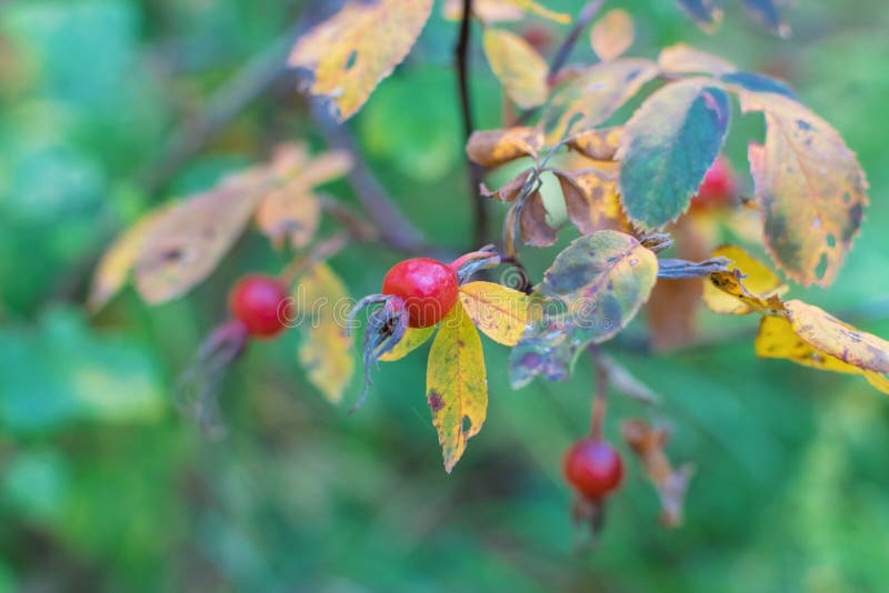 Röda rosehönbär i skogen på en buskgren royaltyfria bilder Röda rosehönbär i skogen på en buskgren royaltyfria bilder