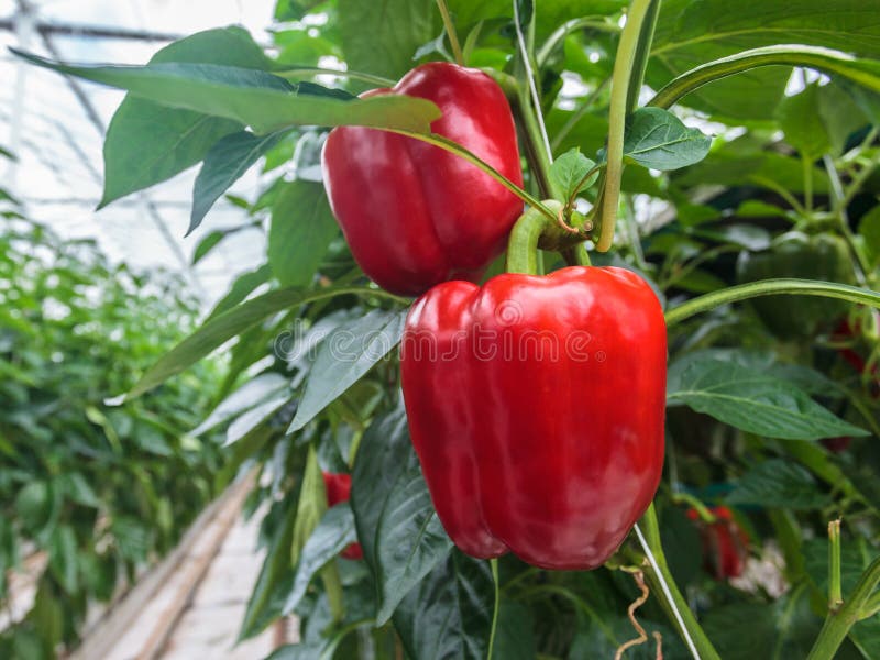 Röda spansk peppar i ett växthus