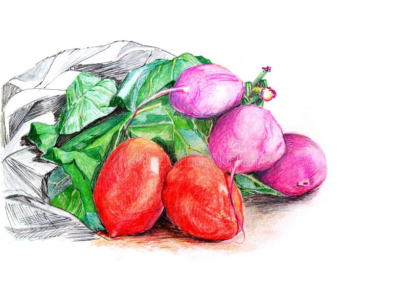 Röda tomater och rosa rädisor med gröna sidor som isoleras på den vita bakgrundshanden som dras i färgade blyertspennor och färgp royaltyfri illustrationer Röda tomater och rosa rädisor med gröna sidor som isoleras på den vita bakgrundshanden som dras i färgade blyertspennor och färgp royaltyfri illustrationer