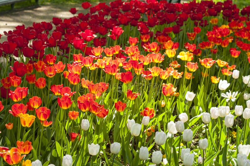 Röda, vita och gula tulpan i parkerar under tulpanfestival i St Petersburg färgrika blommor fotografering för bildbyråer Röda, vita och gula tulpan i parkerar under tulpanfestival i St Petersburg färgrika blommor fotografering för bildbyråer