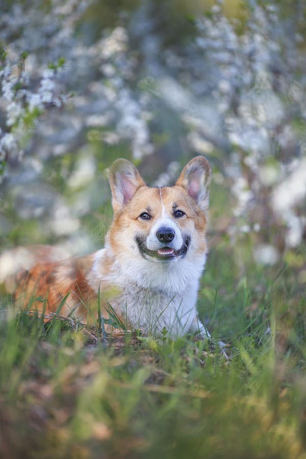 Rödhårig en Corgi hundvalp ligger i en fågel under en blomstrande vit Bush och sjömil arkivbilder