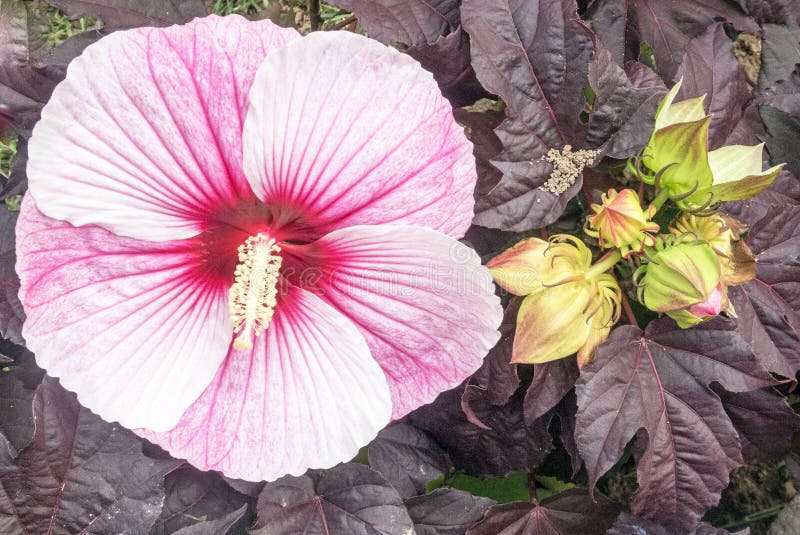 Rödrosa Hibiscus-växter och lökar arkivfoton