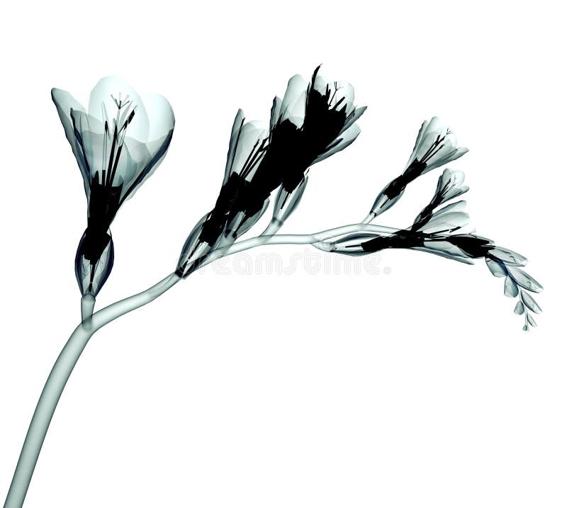 Röntga bilden av en blomma på vit, freesian royaltyfri bild Röntga bilden av en blomma på vit, freesian royaltyfri bild