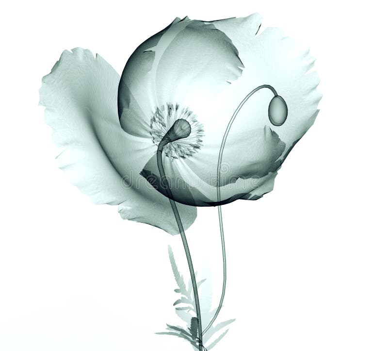 Röntga bilden av en blomma på vit, vallmo arkivfoton Röntga bilden av en blomma på vit, vallmo arkivfoton