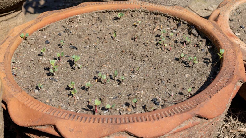 Röntgenfrön, grodda i lerkruka arkivbilder