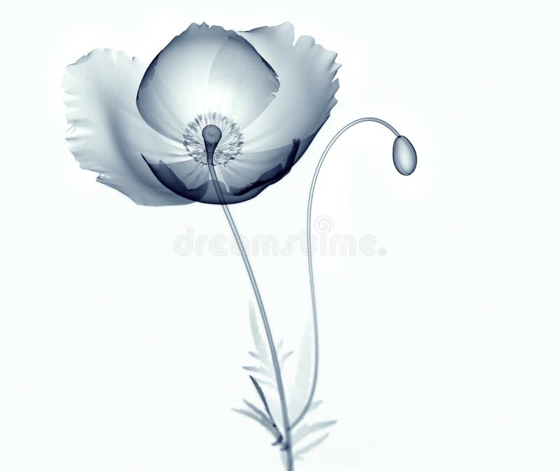 X-ray image of a flower isolated on white , the poppy Papaver 3d illustration. X-ray image of a flower isolated on white , the poppy Papaver 3d illustration