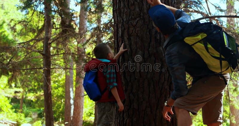 Rörande trädstam för fader och för son i parkera