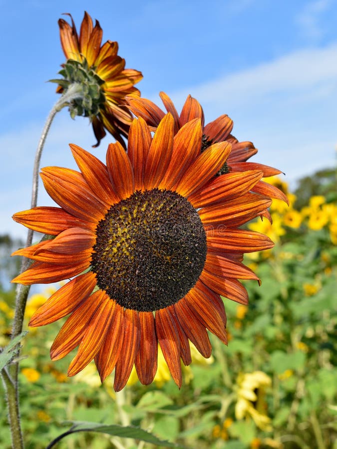 Rötliche Sonnenblumen am Falltag in Littleton, Massachusetts, Middlesex County, Vereinigte Staaten Neu-England Fall stockfoto Rötliche Sonnenblumen am Falltag in Littleton, Massachusetts, Middlesex County, Vereinigte Staaten Neu-England Fall stockfoto
